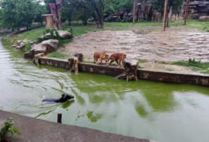 “Era minuscolo, non avevo idea di cosa fosse ne di cosa dargli da mangiare e nemmeno il veterinario mi ha saputo aiutare! C’ho provato, non meritava di essere buttato via, qualunque cosa fosse. E’ cresciuto, sembrava uno scoiattolo ma poi mi sono resa conto che non lo era… ommioddioooo era un…”