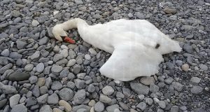 Cigno ucciso a sassate in un parco in Veneto. L’Enpa di Treviso offre una “taglia” a chi fornisce indizi utili a rintracciare i colpevoli di questo reato.