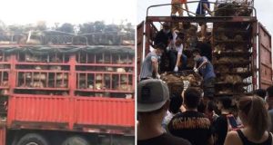 Le persone videro un camion che trasportava più di 800 cani diretti al macello. Tutti insieme hanno bloccato il camion e hanno compiuto un vero atto d’amore.