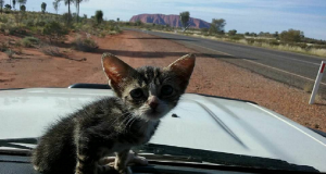 Lo hanno preso dalla coda e lo hanno lanciato con tutte le forze. Il povero gattino, di poche settimane, è finito sull’asfalto e non riusciva più a muoversi. Una testimone ha deciso di agire subito ma il piccolo aveva già subito seri danni.