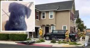 “Dovevamo domare un’incendio, ma il proprietario dell’abitazione ci ha detto che in casa c’era ancora il suo cane. Abbiamo cercato invano, poi abbiamo visto la scatola, quando l’abbiamo aperta siamo rimasti scioccati. Volevamo prendere a calci quell’uomo ma ci siamo dovuti accontentare di una denuncia.”