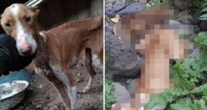 Finisce la stagione di caccia: cacciatori gettano i loro cani giù da una scogliera perché “non servono più”. Firmate la petizione per chiedere giustizia.