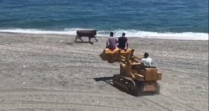 Messina – La povera mucca era spaventata a morte. Dopo essere scappata dal suo recinto si è ritrovata a correre per la spiaggia. Sono intervenuti vigili del fuoco, guardia costiera e carabinieri ma la soluzione che hanno trovato è stata delle peggiori..