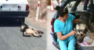 “Il cane sembrava senza vita mentre la macchina lo trascinava. Quando sono riuscito a fermare la vettura di quel pazzo, molti passanti si sono fermati e si sono coalizzati per fare giustizia. Ciò che è avvenuto è stato un miracolo”