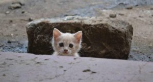 Ho trovato questo gattino randagio mentre lavoravo, anzi, lui ha trovato me. In Kenya i gatti non hanno molte speranze e vengono utilizzati solo per uccidere i topi.