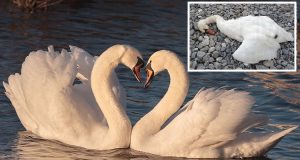 Qualcuno ricorderà la notizia della femmina di cigno uccisa a sassate nel parco di Vittorio Veneto. Il compagno, folle dal dolore, ha rischiato di farsi male ripetutamente ed è stato ricoverato nelle serre comunali e purtroppo un’altra brutta notizia giunge dal comune.