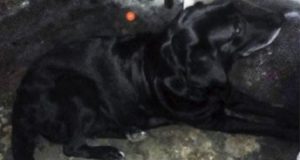 Non potevano venderlo come i suoi fratelli, la decisione che hanno preso è orribile. Ha un cuore come gli altri cuccioli, è troppo triste e piccolo