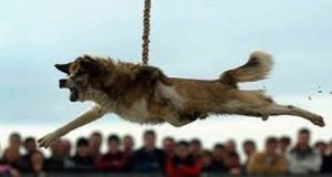 Legavano i cani con una corda attorcigliata su se stessa. Poi sollevavano il povero animale spaventato, che si ritrovava a fare decine di giravolte in aria, per poi cadere nel torrente ghiacciato. Alcuni di loro morivano all’impatto, per il troppo stress. Aiutatemi a fermarli firmando la petizione.