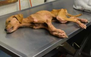 Cagnolina salvata dai maltrattamenti, incontra e aiuta un bambino autistico