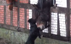 Il cane scappa di casa. Tutti i giorni alla stessa ora, aveva un appuntamento segreto