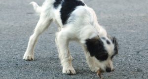 Roma: “Stavo passeggiando con il mio cane, quando si è fermato improvvisamente. Mi sono accorta in tempo che aveva preso qualcosa in bocca, qualcosa che mi ha lasciata davvero amareggiata. Tutti coloro che hanno cani devono sapere e prendere precauzioni”