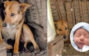 Cagnolina “eroina” salva un bambino abbandonato in Argentina