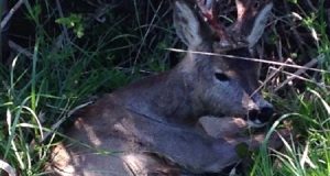 “Lo abbiamo trovato ferito, doveva essere scivolato dalla scarpata e non riusciva più a muoversi. Abbiamo avvisato subito l’uomo che viveva nelle vicinanze così che chiamasse le guardie forestali, ma quando abbiamo saputo ciò che è successo dopo ce ne siamo pentiti amaramente.”