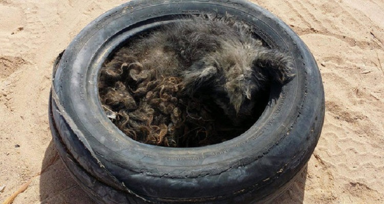 Ho notato che nel vecchio copertone di una ruota di una macchina c’era qualcosa di insolito e mi sono avvicinato. Quello che ho trovato mi ha fatto piangere: rannicchiato all’interno c’era un animale ma non riuscivo a capire di che tipo di essere vivente si trattasse 