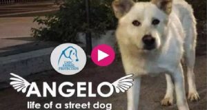 La vicenda di Angelo, il cane barbaramente ucciso da 4 ragazzi, si è conclusa ma nessuno vuole che venga dimenticata. Ecco il cortometraggio dedicato ad Angelo, qualcosa che forse darà un significato alla morte di questo essere innocente, aiutando altri cani abbandonati.