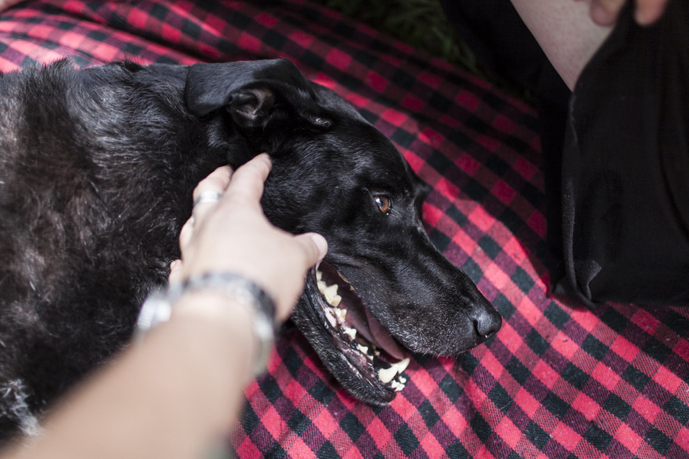 Il cane maltrattato sul treno è morto 3 giorni dopo e il suo proprietario è stato arrestato. Ecco la sua faccia e la sentenza del giudice. La mano della legge si muove veloce nel Regno Unito