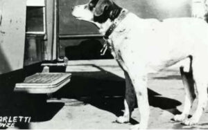 Ha atteso per 15 anni il ritorno del suo umano. La storia di Fido, l’Hachikō italiano