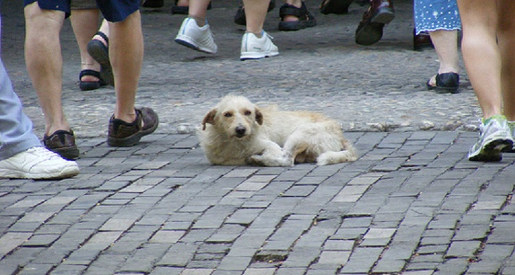 Orsetta è una palla di pelo trovata insanguinata in strada esanime, un tenero microbo che avrebbe dovuto avere il diritto di vivere… Dei ragazzi hanno prima aizzato i loro cani molossi contro di lei. Dopo che i cani si sono “divertiti ad azzannarla” i ragazzi l’hanno presa a calci. Adesso Orsetta ha bisogno d’aiuto. CONDIVIDETEEEE!!!