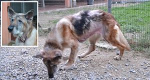 Erano 10 anni che questa cagnolina viveva in condizioni terribili, non curata, in un ambiente sporco e malsano, malnutrita. Il corpo martoriato da lesioni e ferite, ricoperto di piaghe. Un uomo passava da quelle parti e non ha esitato un secondo a chiedere aiuto.