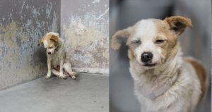 Adorabile cagnolina si avvicina ad un fotografo: “Se ne stava in un angolo, non sembrava socievole. Mi sono girato per un attimo e me la sono ritrovata vicino. Sembrava malata e triste ma lei non si era avvicinata per chiedere cibo, né aiuto, lei voleva solo amore.”