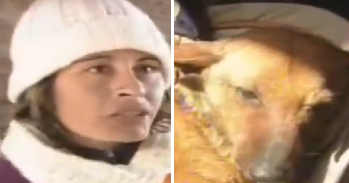 Il vostro cane dorme a pancia in su e con le zampe per aria? Allora dovete sapere che avete un cane
