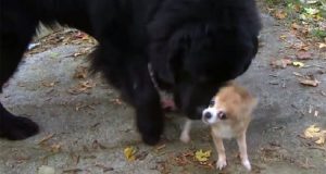 “Era notte fonda quando sono stata svegliata dall’abbaiare frenetico del mio chihuahua Carly. Sono uscita nel giardino, un uomo cercava di portare via il mio terranova. Ho gridato ma lui continuava a trascinare il mio cane. A quel punto ho perso la ragione.”