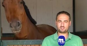 Reporter posa davanti alla telecamera – La reazione del cavallo ha fatto schiantare dalle risate milioni di persone. Il video ha già fatto il giro del web. Imperdibile!