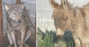 Gli aveva promesso di portarlo a casa… l’aveva guardato negli occhi e gliel’aveva promesso… ma mentiva. Guardate quello che ha fato il cane quando l’ha capito!