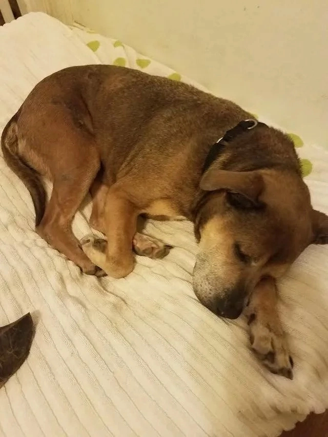 SONO VIVI! Un piccolo raggio di speranza che squarcia la notte di dolore che ci circonda. Lupo e Nuvola, i due cani simbolo dell’hotel Rigopiano sono riusciti a sopravvivere alla slavina 