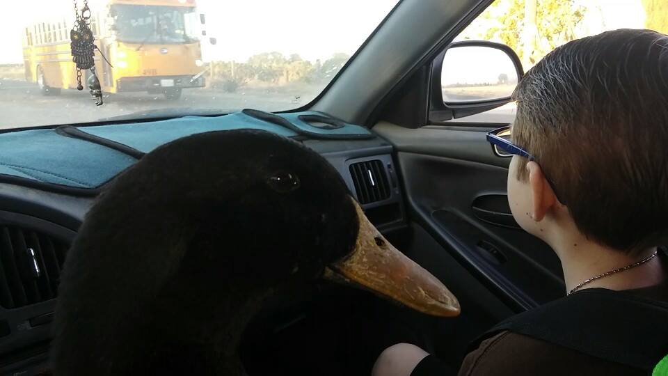 ‘Voglio donare il mio cane al vostro rifugio’ ha detto l’uomo alla volontaria. Ma quello che ha fatto dopo ha lasciato tutti i presenti senza parole. Si è avvicinato al suo cane che lo guardava terrorizzato e…