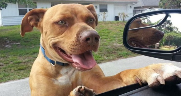 ‘Pronto, polizia? Un pitbull minaccioso si aggira per il nostro quartiere. Venite armati. Potrebbe avere la rabbia?’ La chiamata era inquietante e io mi sono precipitato nel posto indicato e l’ho trovato. Appena ho fermato la macchina il cane mi è saltato 