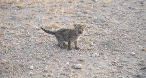 “Sono andato nella riserva sperando di fotografare qualcosa di interessante. Mi sono imbattuto in un cucciolo di leopardo. Era solo e indifeso ma non mi era permesso intervenire. Improvvisamente è sbucato un leone, si è diretto verso il cucciolo ed è successo l’impensabile.”