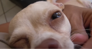 Questa dolce cagnolina non aveva mai avuto una famiglia, e viveva nella tristezza della vita di strada. Poi ha trovato una mamma umana e adesso piange ogni volta che la sua mamma e parla del suo passato.