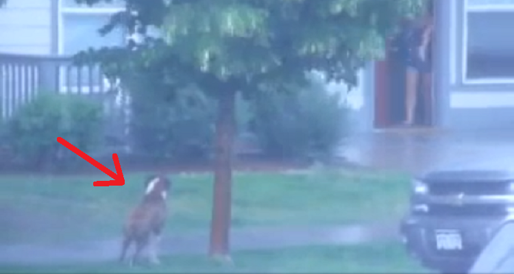 Aveva preso il fucile e sparato al suo cane… e l’aveva ucciso senza pietà. Non lo voleva più perché non era idoneo alla caccia. Il gesto di un uomo di Bondeno ha lasciato tutti sconcertati e increduli. Ma quello che ha fatto l’azienda dove lui lavorava ha sorpreso tutti…