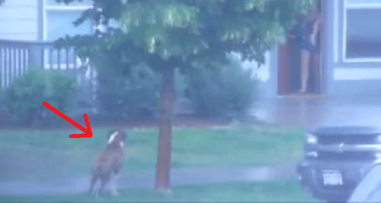 “Una forte tempesta si stava abbattendo su di noi. Mi sono affacciata alla finestra e con grande disgusto ho visto il mio vicino che legava il suo cane ad un albero. L’animale era spaventatissimo e stare fuori era molto pericoloso, così ho preso la mia decisione.”