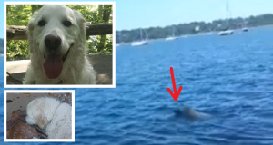 “Ero con i miei cani al lago quando ho visto un piccolo cerbiatto galleggiare nell’acqua. Il mio cane si è tuffato e ho cominciato a riprendere la scena. La cosa più commovente non è stato l’incredibile salvataggio ma ciò che ha fatto il mio cane subito dopo nei confronti del piccolo Bamby.”