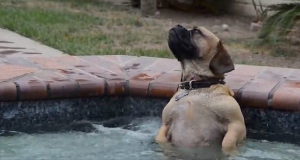 Riprendono il cane che si tuffa nella jacuzzi. La reazione del cucciolone quando sente le bollicine, ha fatto ridere migliaia di utenti. Teneramente esilarante.