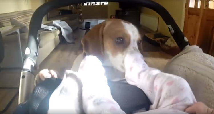 Abbandona il cucciolo dentro una casella postale ma era un segno del destino… Dopo due giorni, a trovare quel cucciolo è…