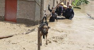 Il cane era rimasto intrappolato nel giardino di casa mentre acqua e fango invadevano strade e abitazioni. Fortunatamente interviene una squadra di soccorso, non fanno differenza tra esseri umani o animali, per loro sono tutte creature che hanno diritto alla vita.