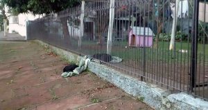 La cagnolina trascina la sua coperta nuova verso la recinzione per condividerla con un cane randagio. “Il mio migliore amico a quattro zampe, mi ha ricordato qualcosa di molto importante: la generosità.”