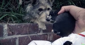 “Non potevo immaginare cosa stesse per accadere, si è chinato per accarezzare il mio cane, ero con mio figlio, poi mi ha dato una spinta e mi ha buttata a terra, non lo voleva accarezzare, lui voleva…”