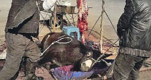 ” Faccio una fatica enorme a raccontare quello che ho visto, è stato orribile. Stramazzato a terra privo di forze e lasciato lì a morire sotto gli occhi indifferenti di tutti. Neanche un lamento usciva dalla sua bocca, forse perchè sapeva che tanto nessun umano lo avrebbe aiutato, anzi, rischiava di essere torturato ancora. 12000 persone ci sono volute per…”