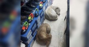 Negozio di scarpe permette ai cani randagi, di dormire all’interno perché possano ripararsi dalla pioggia. Un bellissimo esempio da seguire.