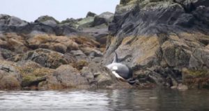 “Ho sentito un rumore assordante, era così fastidioso che sentivo i timpani rimbombare. Ho cercato di capire cosa fosse, quando ho visto di cosa si trattava sono rimasto pietrificato: un orca sulle rocce, piangeva disperata mentre stava morendo.”