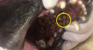 Un veterinario resta scioccato quando vede cosa c’è all’interno della bocca di una cane. Adesso avverte tutti i proprietari sulla mortale scoperta.