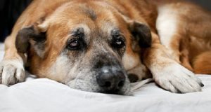 Pubblicano l’annuncio di questo cane legato al palo. Passano ore e ore, contattano alcuni volontari ma, all’improvviso si presentano i carabinieri al negozio di fronte con