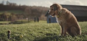 “Nessuno era riuscito ad avvicinarla. La cagnolina fuggiva spaventata ogni volta che provavamo a prenderla. Le trappole, il cibo… tutto è stato inutile. Fino a quando non è intervenuta Meghan, la bimba di 6 anni che sussurra ai cani… In quel momento è successo qualcosa di straordinario e inaspettato…”