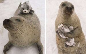 Foca incontra la sua versione di peluche e non smette più di abbracciarlo.