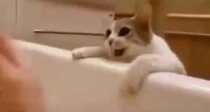 Un gatto crede che il suo umano sta affogando nella vasca da bagno. Inizia un operazione di salvataggio che vi lascerà con le lacrime agli occhi.