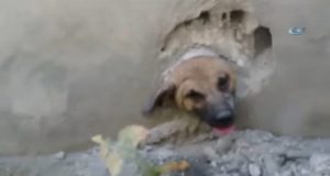 Il cane era intrappolato nella parete. Da un piccolo buco sbucava il suo musetto. Nessuno aveva idea di come avesse fatto a ritrovarsi in quella situazione, ma il paesino intero si è mobilitato per aiutare questo povero cucciolone.